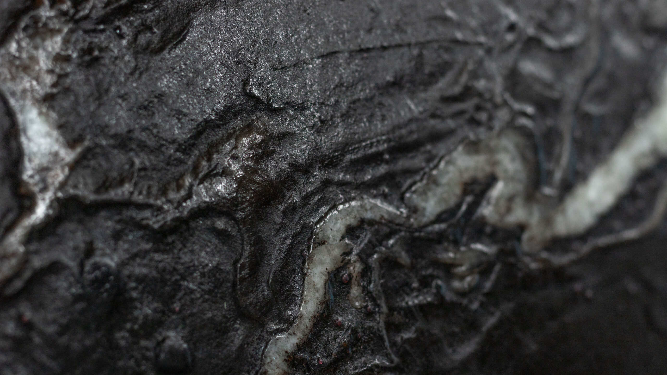 Black Galápagos - MSB - Stone In